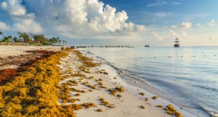 ¿Cuáles son las playas con y sin SARGAZO hoy 2 de julio 2022? MAPA