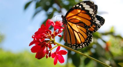 Pueblos Mágicos para ver mariposas monarcas y disfrutar de la naturaleza