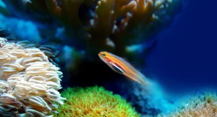 Arrecifes de coral: la iniciativa que buscar darle nuevas esperanzas al mar Caribe