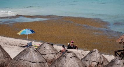 ¿Cuáles son las playas con y sin SARGAZO hoy 28 de julio 2022? MAPA