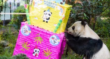 Shuan Shuan y Xin Xin, la historia de los últimos pandas gigantes que no son propiedad de China