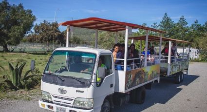 Así es Tuzoofari, el safari que deberías conocer en tu viaje por Pachuca