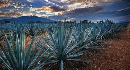 Ruta del Mezcal por San Luis Potosí, un imperdible para conocer todo sobre esta bebida ancestral