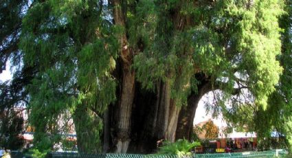 El Tule, el árbol más viejo del mundo que puedes encontrar en México