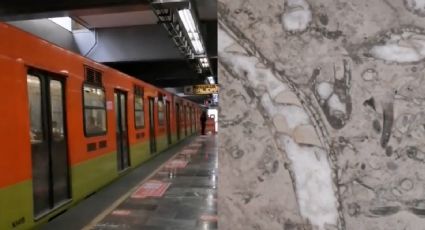 ¿Te has fijado? Los fósiles que se ocultan dentro del Metro de la CDMX