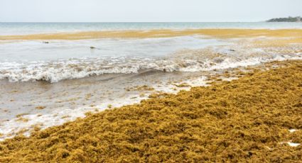 Este es el lugar del que proviene el sargazo que llega hasta las costas del Caribe Mexicano