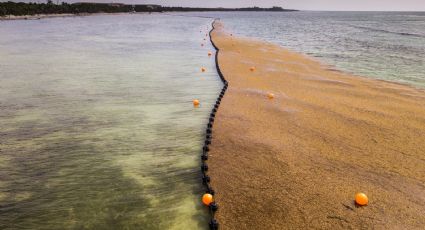 ¿Cuáles son las playas con y sin SARGAZO hoy 16 de agosto 2022? MAPA