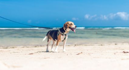 Acapulco Pet-Friendly: cómo planear las vacaciones perfectas con tu mejor amigo