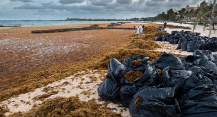 Sargazo alcanza récord histórico: autoridades buscan soluciones en el Caribe para mitigarlo