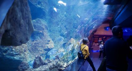 Sealand, el nuevo acuario de Guadalajara abre sus puertas a amantes de la aventura