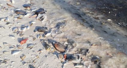 Qué es la Marea Roja y por qué no deberías comer mariscos o pescados recalados