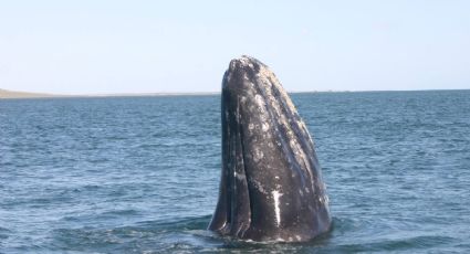 Laguna de San Ignacio, el santuario de la ballena gris en BCS