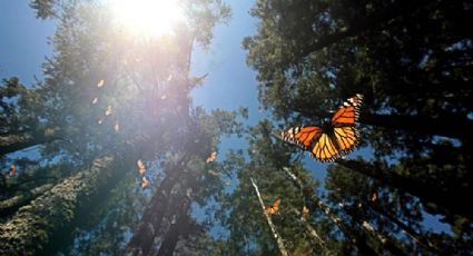 Mariposas Monarca: los santuarios más bellos que puedes conocer en México