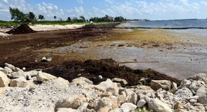 ¿Cuáles son las playas con y sin SARGAZO hoy 6 de agosto 2022? MAPA