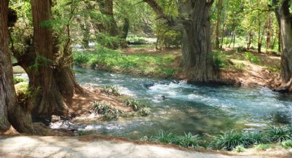 Parque Ecológico Los Sabinos, la escapada perfecta entre ahuehuetes y manantiales