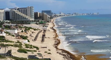 ¡Adiós sargazo! Playas del Caribe Mexicano lucen con menor cantidad de macroalga