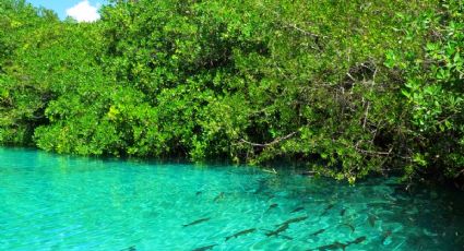 Casa Cenote, el paraíso natural de aguas turquesa para desconectarse de la ciudad