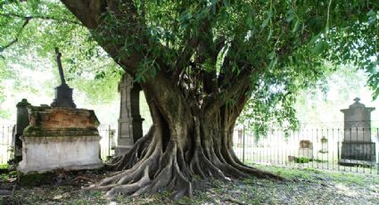 La terrorífica leyenda detrás del árbol vampiro que puedes ver en Guadalajara