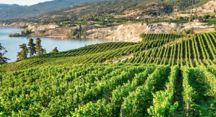 8 regiones vinícolas que aún no conoces y deberías tener en la mira