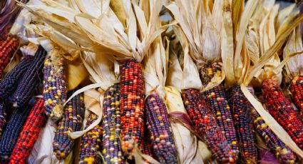 ¿Con chile del que no pica? Llega la Feria Nacional del Elote a CDMX en el mes patrio