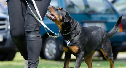 ¡Vamos Milaneso! CDMX tendrá Festival para perritos con actividades y conciertos