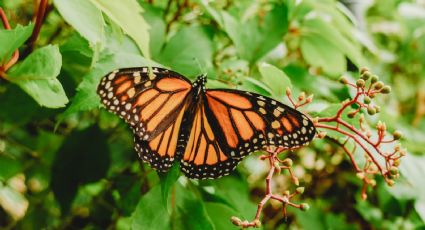 Mariposas monarca, Pueblos Mágicos y los paseos del INAH que no te debes perder