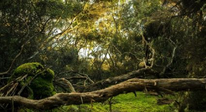 Tapón del Darién, el Patrimonio de la Humanidad más peligroso del mundo por esta razón