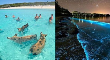 Desde nadar con cerdos a pisar arena rosa: las 10 playas más extrañas del mundo