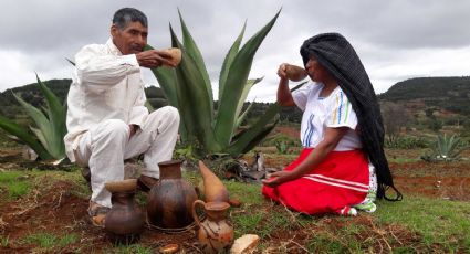 ¡Orgullo mexicano! Pulquerías, magueyes y pulque serían declarados Patrimonio Cultural