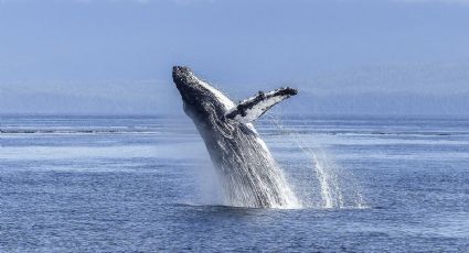 Espectáculos naturales: ¿Cuál será la mejor temporada para avistar ballenas el próximo 2024?