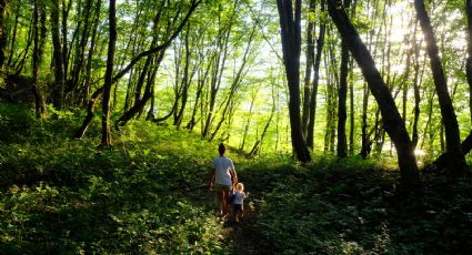 ¿Dónde hacer baños de bosque en la CDMX?