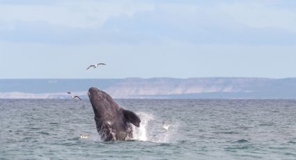 5 de los mejores lugares para disfrutar del avistamiento de ballenas en México