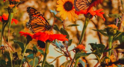 Fotógrafos viajeros: el campamento para tomar las mejores fotos de la mariposa monarca