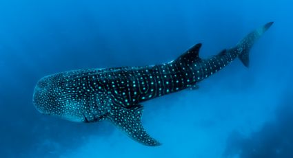 5 curiosidades del tiburón ballena, el pez más grande del mundo que verás en La Paz
