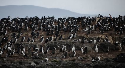 Isla de los pingüinos, el lugar que resguarda a estas simpáticas aves