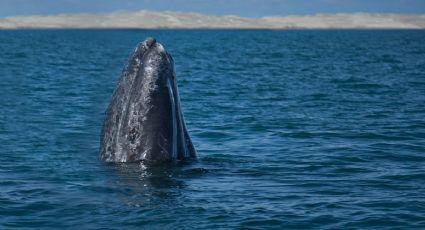 ¿Cuándo es el Festival de la Ballena Gris 2023? Disfruta del recorrido en BCS