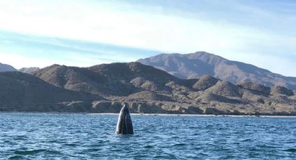 Chale, el hermoso puerto de Baja California Sur donde puedes conocer a la ballena gris