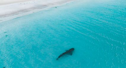 ¡Adrenalina pura! Captan a tiburón nadar cerca de turistas sin que se dieran cuenta