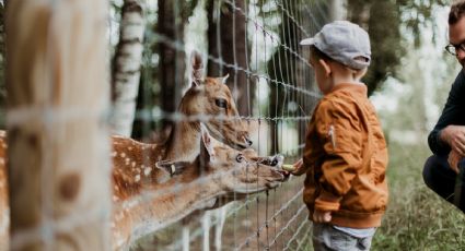 Zoológicos más bellos de México para hacer un viaje a la naturaleza en familia