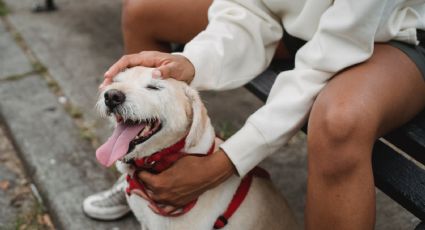 Centros comerciales pet friendly en CDMX para ir de shopping con tu mascota