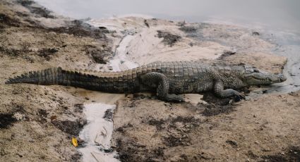 ¡De miedo! Cocodrilo es captado al dar un paseo en una playa de Acapulco y sorprende a turistas
