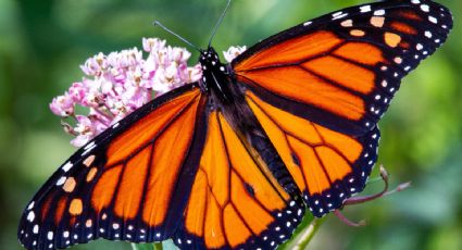 Este es el Pueblo Mágico elegido para invernar por la Mariposa Monarca