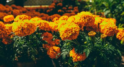 ¿Viajas a México? Esta es la leyenda de la flor de cempasúchil que adorna el Día de Muertos