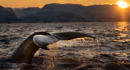 Temporada de ballenas: ¿Cuándo inicia el avistamiento en México este 2023?