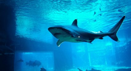 ¡Saca el traje de baño! Acuario Parque Tepeyac te permitirá nadar con tiburones sin salir de CDMX