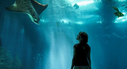 De Parque Tepeyac a Mazatlán: los acuarios más impresionantes que puedes conocer en México