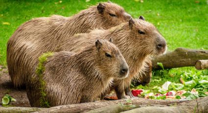 Acuario Michin CDMX: ¿Cuánto cuesta dar de comer a los capibaras en Parque Tepeyac?