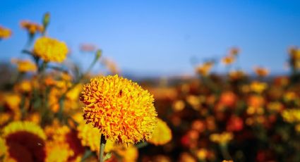 Adéntrate al Mictlán y recorre los campos de cempasúchil para adornar el Altar de Muertos