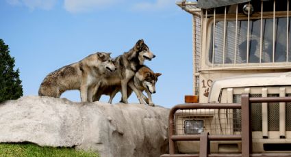 ¿Cuánto cuesta el boleto de entrada general este 2023 para visitar Reino Animal en Teotihuacán?