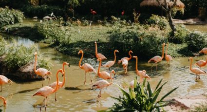 Isla Arena, el destino secreto de Campeche rodeado de flamencos rosas y todo tipo de aves